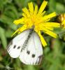 Pieris napi